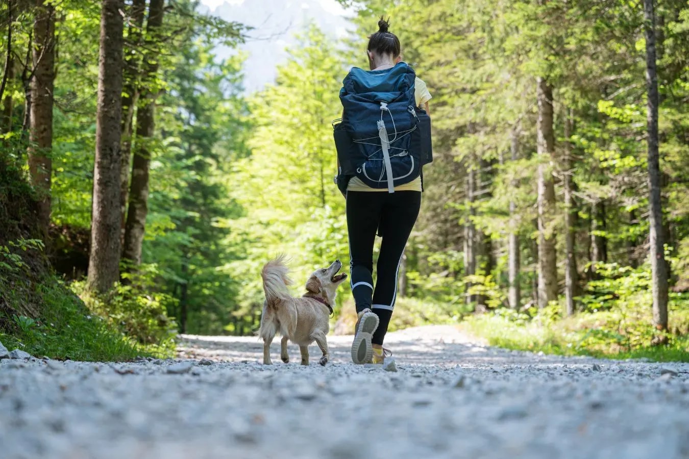 Bergurlaub mit Hund – Wandern und Wellness am Hochkönig